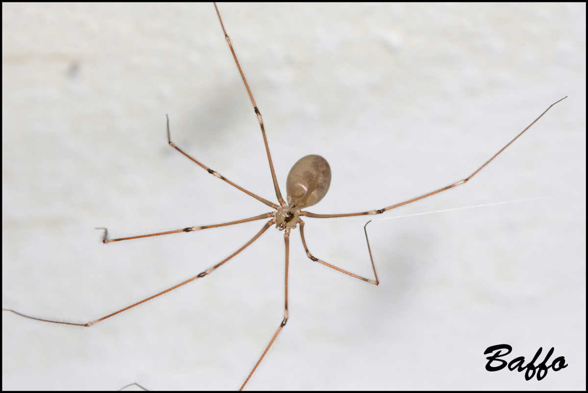 Pholcus phalangioides